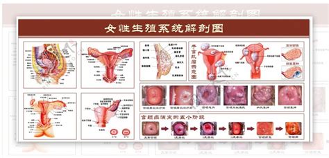 女性私处|女性生殖器官解剖图